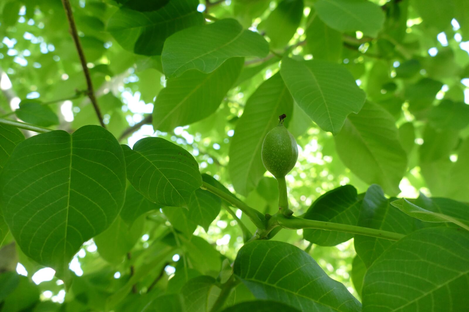 Panasonic Lumix DMC-FZ1000 sample photo. Walnut, young walnut, juglans photography