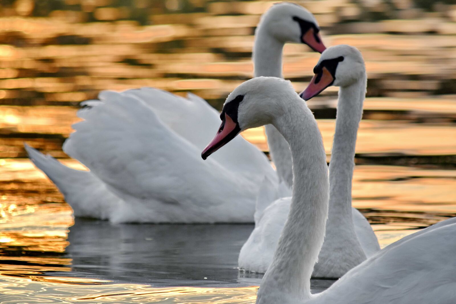 Nikon D5500 sample photo. Elegant, flock, grace, neck photography