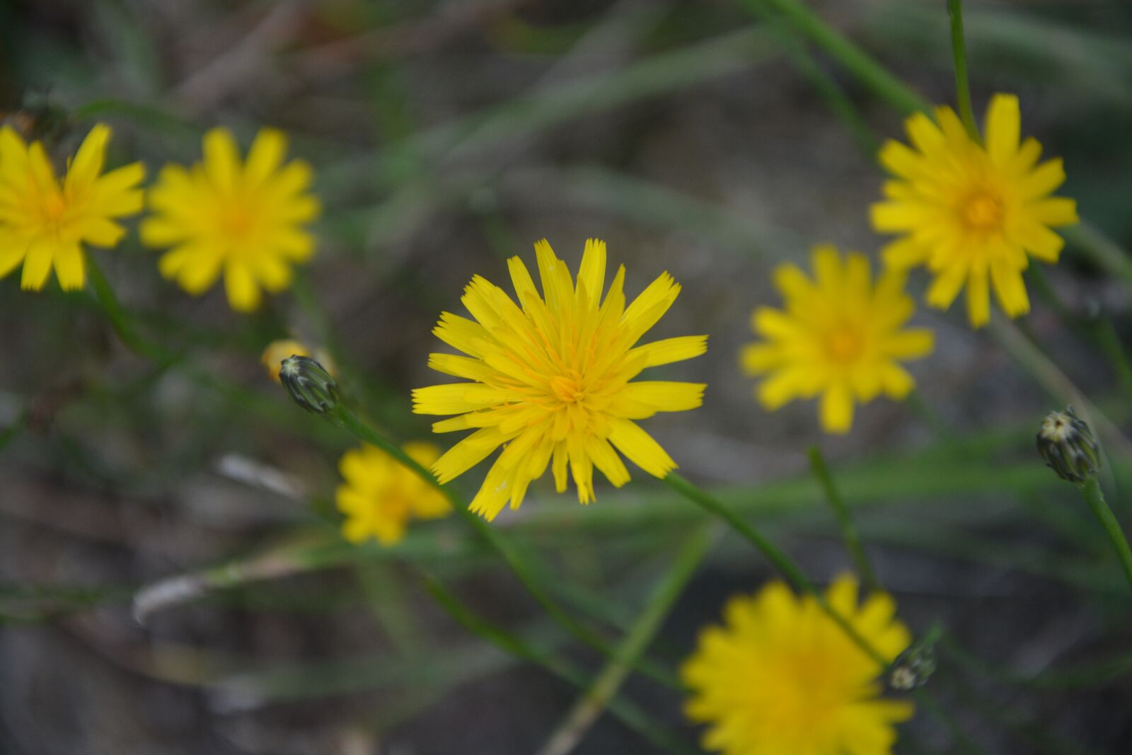 Nikon D5200 sample photo. Dandelion, yellow, field photography