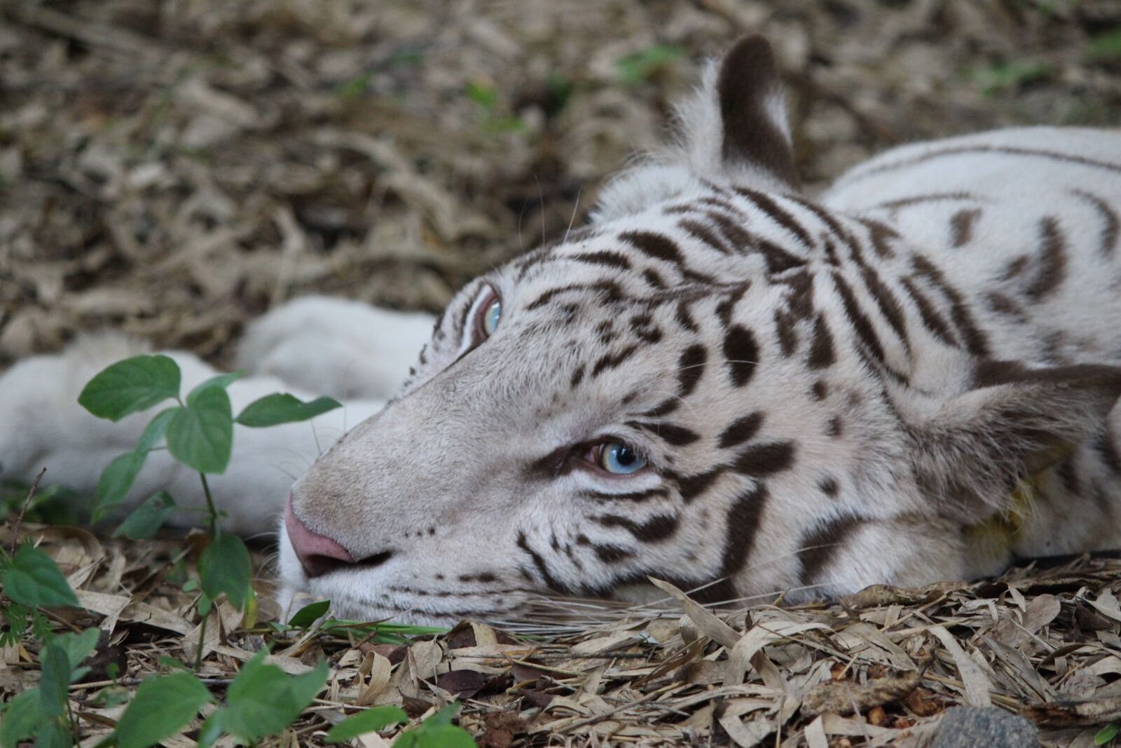 Canon EOS 700D (EOS Rebel T5i / EOS Kiss X7i) sample photo. Cute, animal, tigers photography