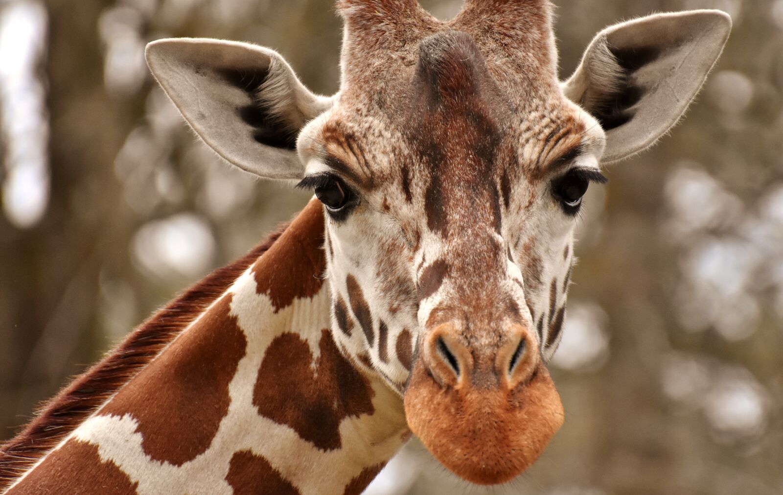 Nikon D7200 sample photo. Giraffe, zoo, animal photography