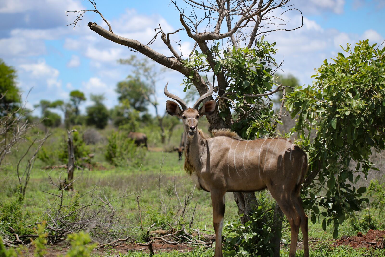 Canon EF 100mm F2.8L Macro IS USM sample photo. Kudu, africa, nature photography