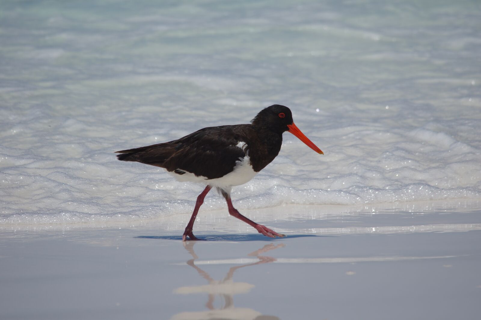 Pentax K-3 sample photo. Oystercatcher, bird, australia photography