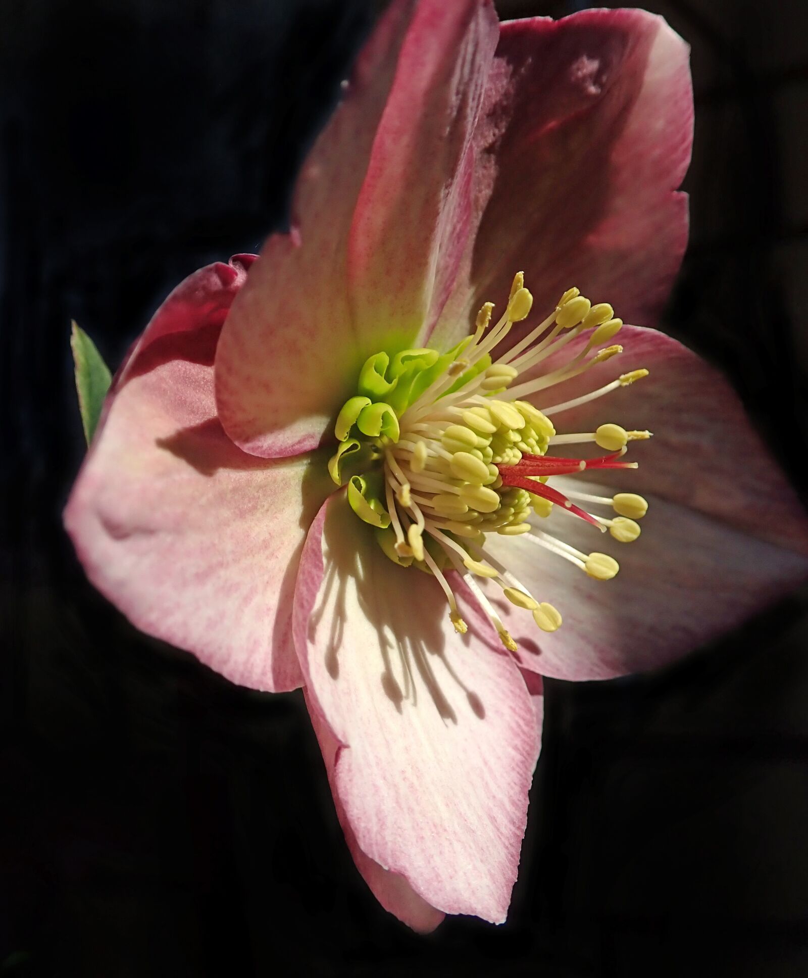 Olympus TG-5 sample photo. Flower, pink, helebore photography