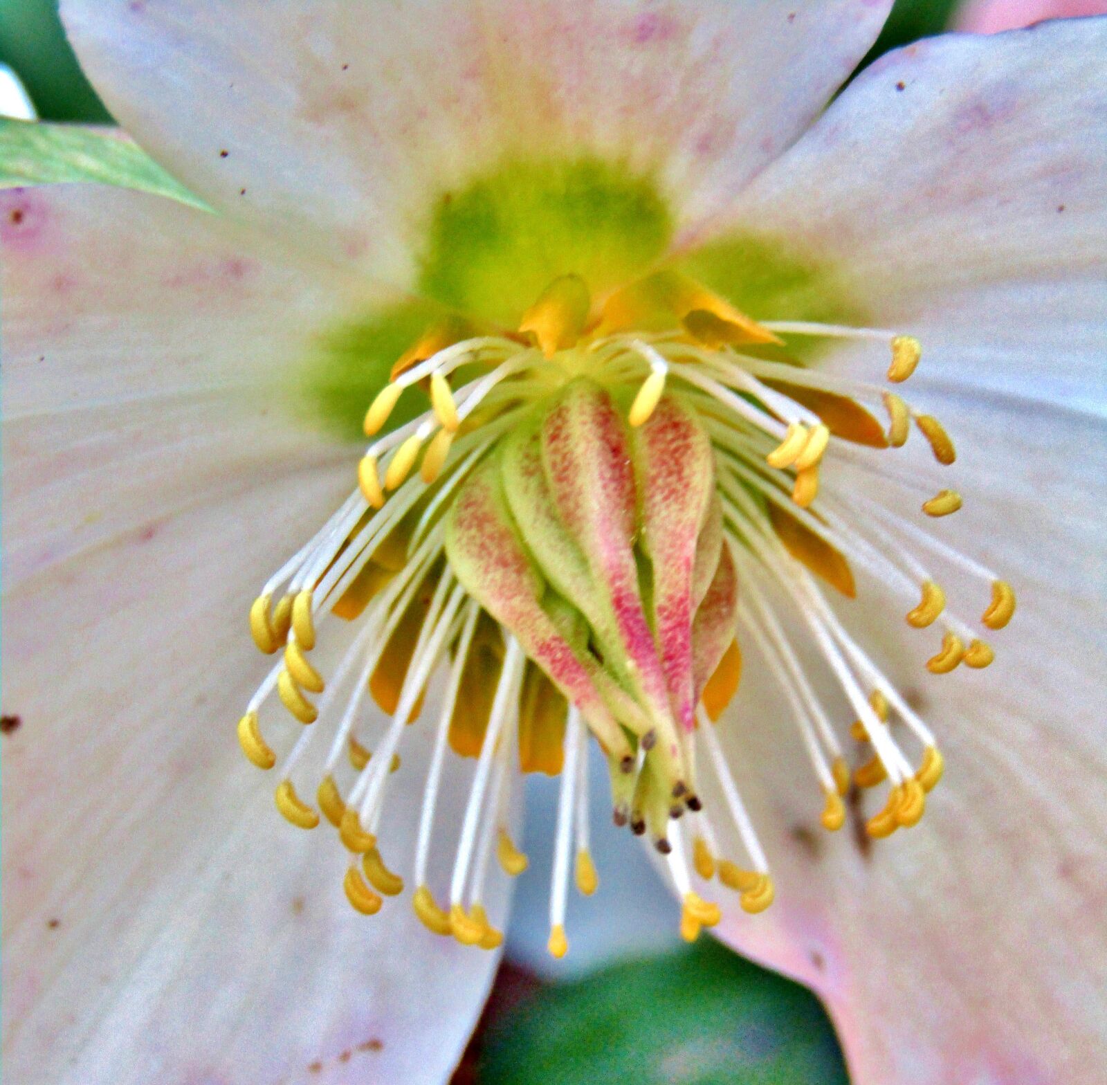 Canon POWERSHOT SX432 IS sample photo. Christmas rose, pistil, blossom photography