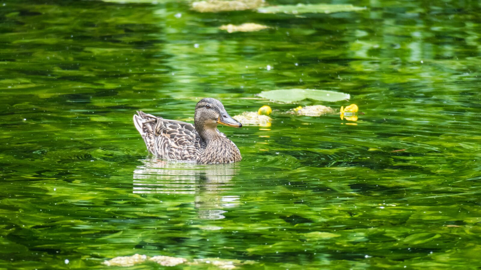 Canon PowerShot G3 X sample photo. Duck, nuphar lutea, swim photography