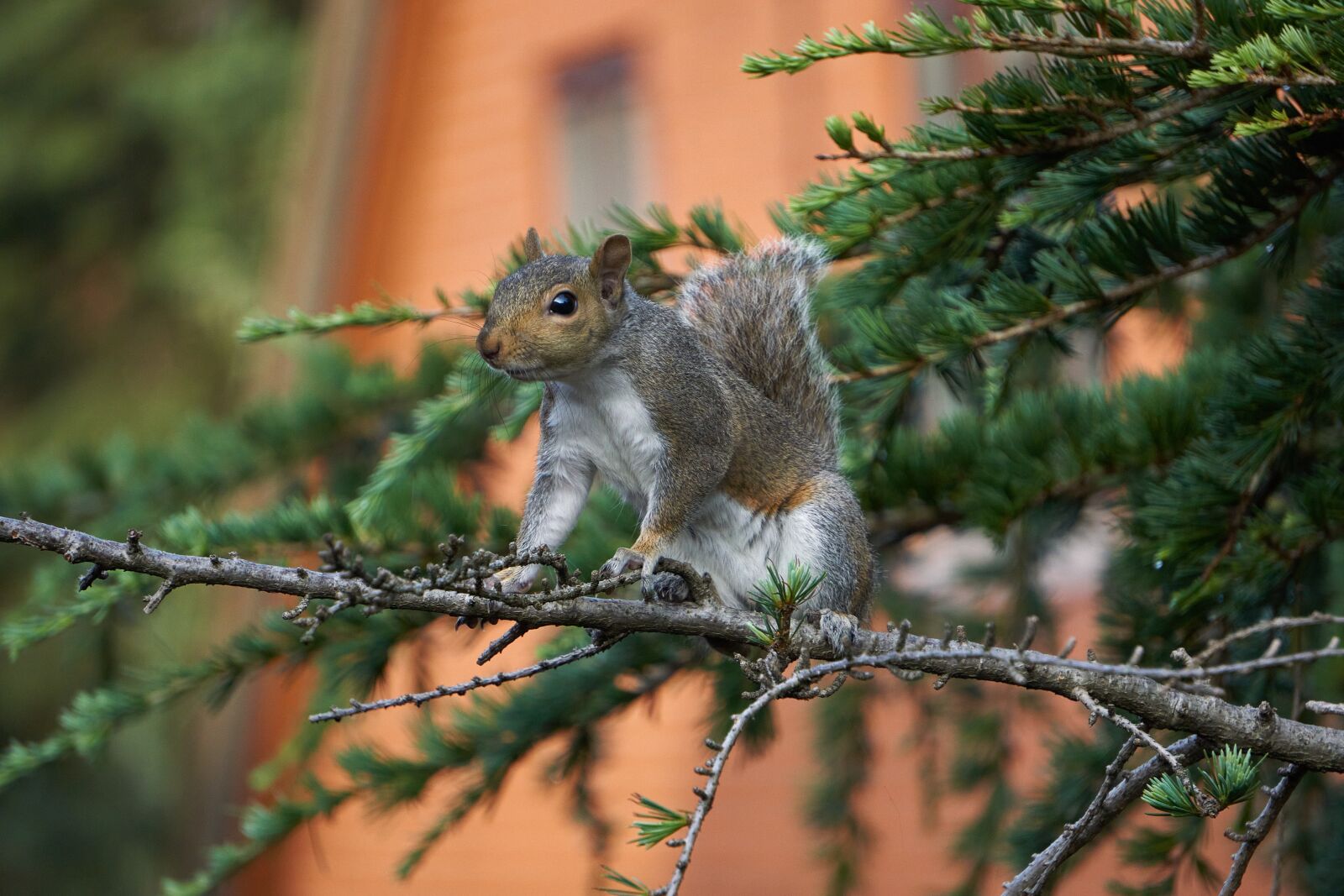 Sony a6000 sample photo. Squirrel, animal, tree photography