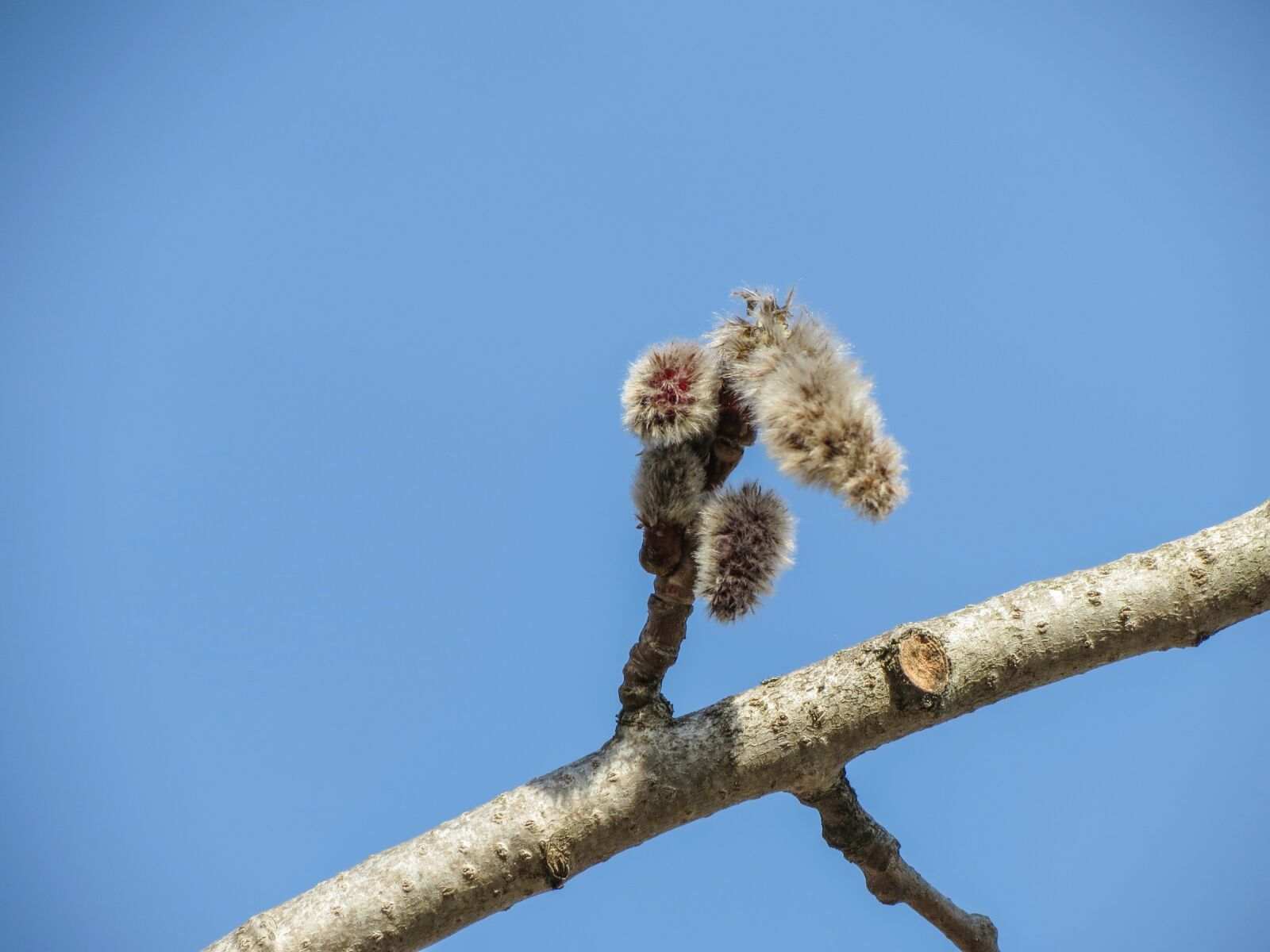 Canon PowerShot SX40 HS sample photo. Blue sky, branch, green photography