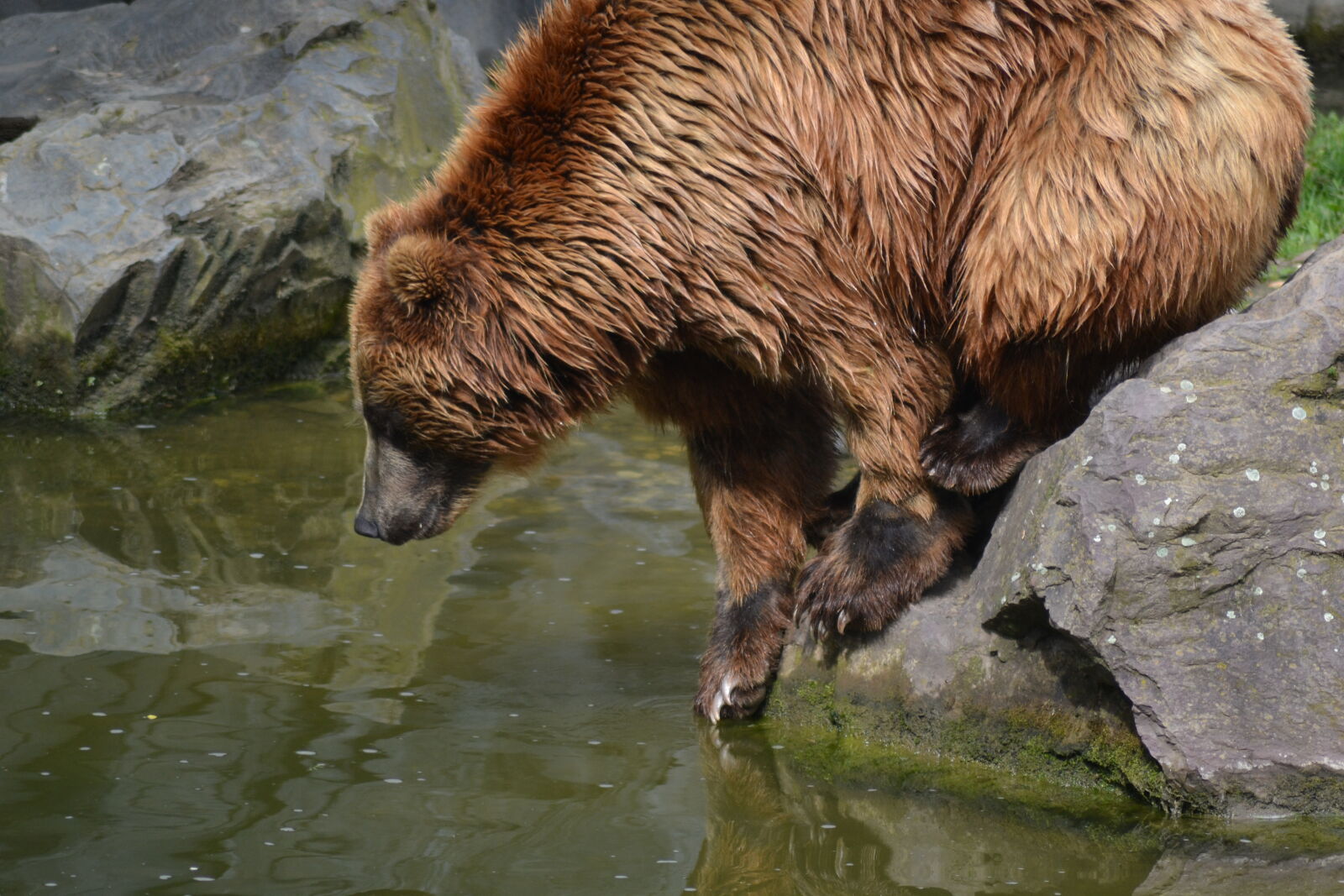 Nikon D3100 sample photo. Bears, water photography