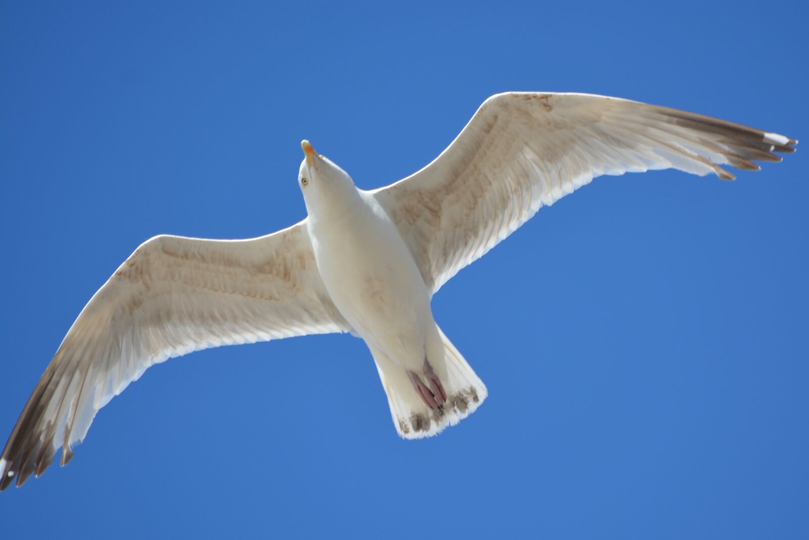 Nikon D5200 sample photo. Seagull, animal, fly photography