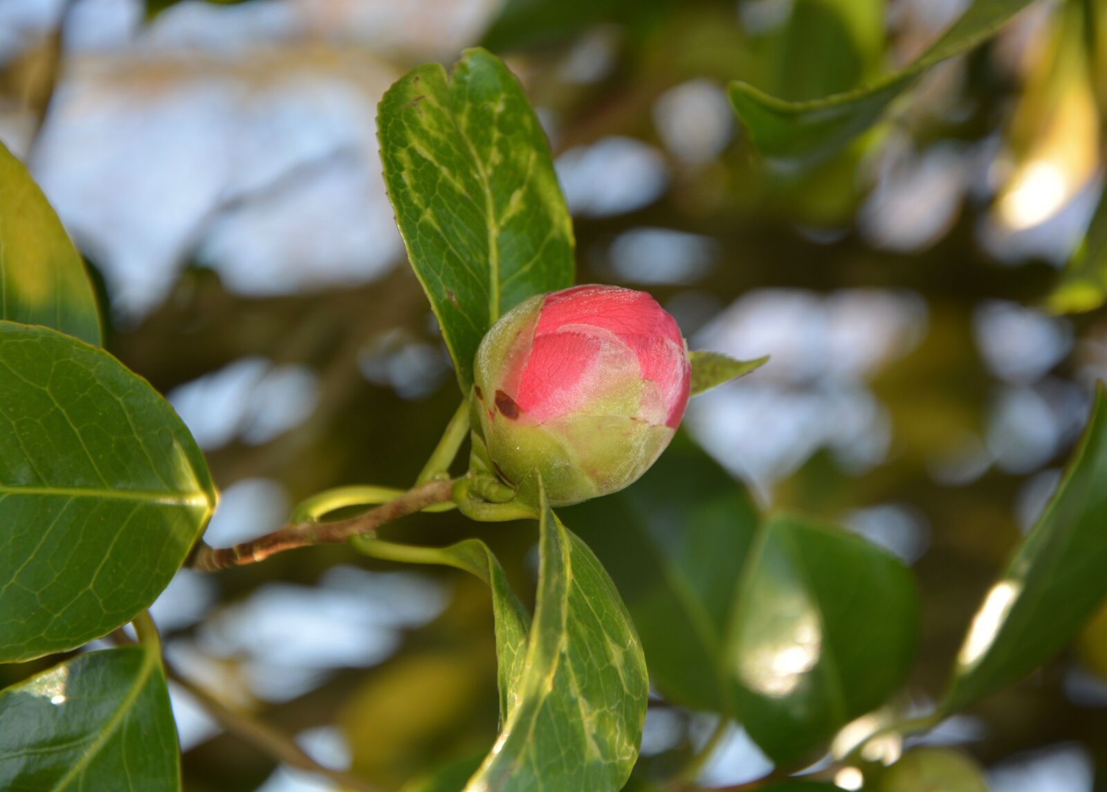 Nikon D5200 sample photo. Flower camellia, button flower photography