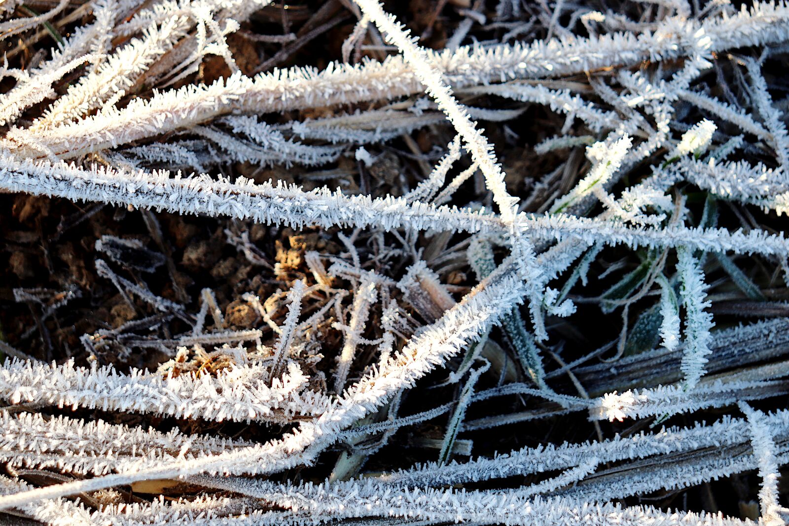 Canon EOS 800D (EOS Rebel T7i / EOS Kiss X9i) sample photo. Ice crystals, frost, winter photography