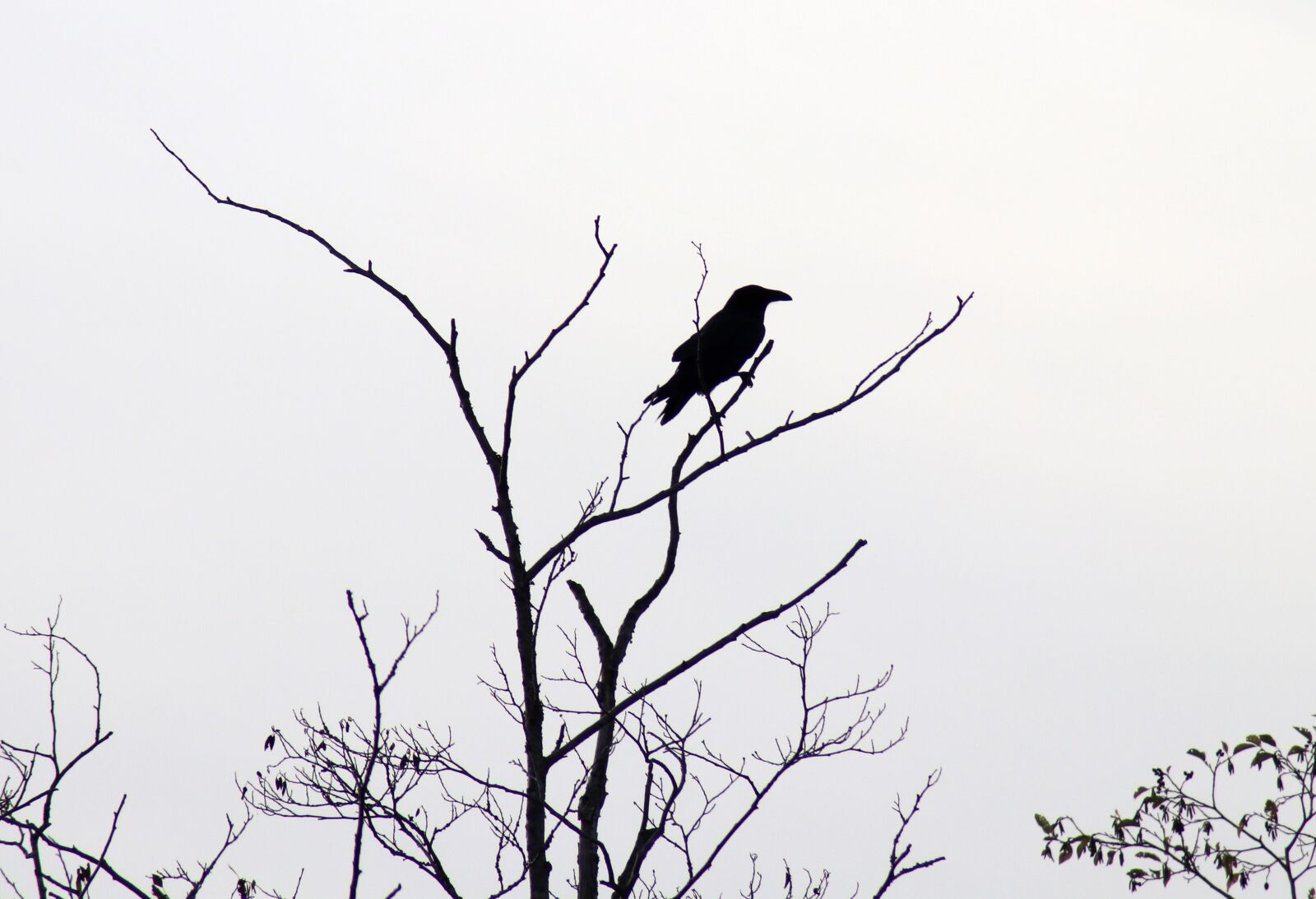Canon EOS 80D sample photo. Raven, silhouette, black photography