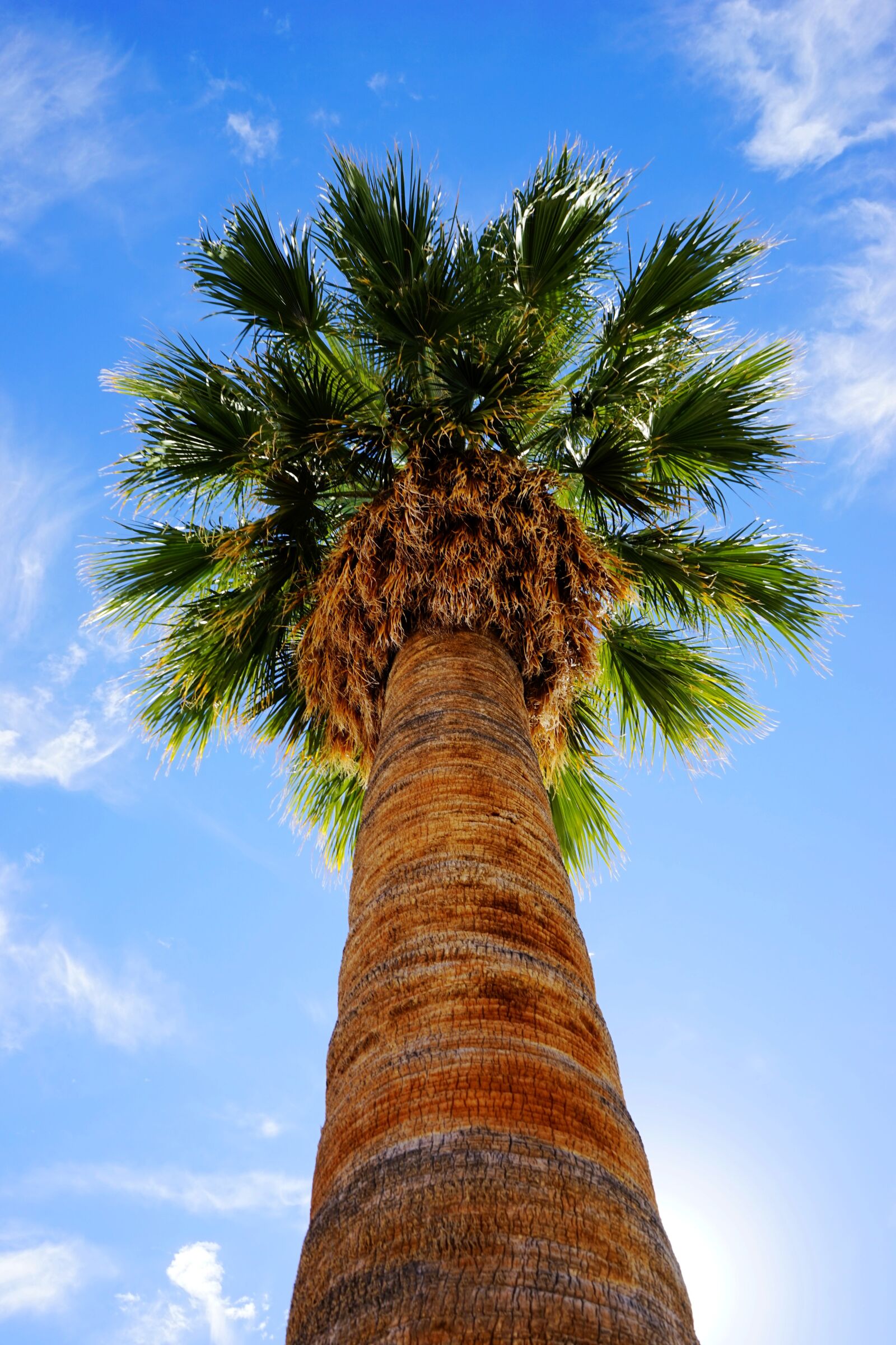 Sony a7 sample photo. Palm trees, summer, sunshine photography