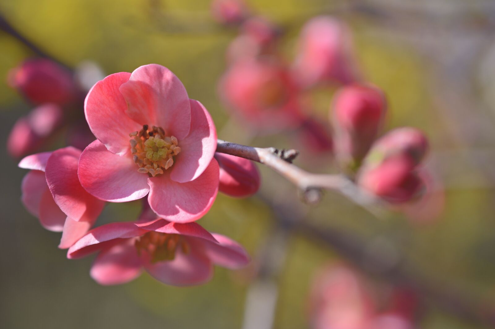 Nikon D3200 sample photo. Cherry blossom, ornamental cherry photography