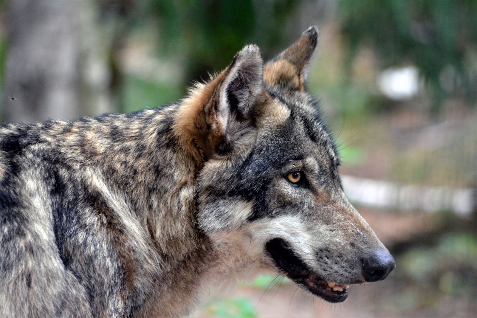 Nikon D5200 sample photo. Wolf, close up, nature photography