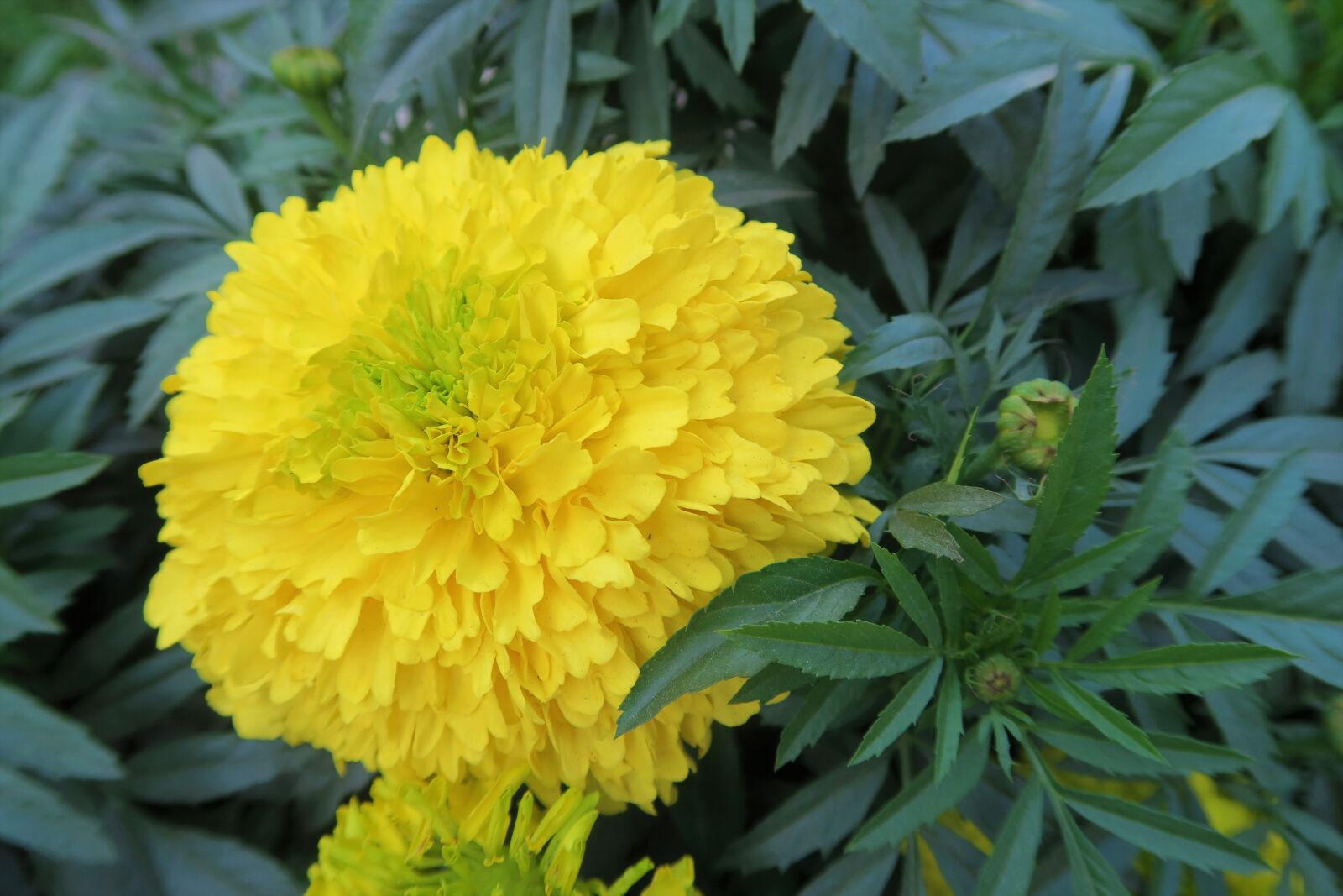 Canon PowerShot G7 X sample photo. Nature, plant, flower photography