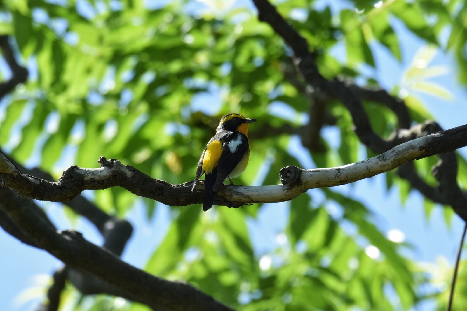 Nikon D7200 sample photo. Animal, forest, wood photography