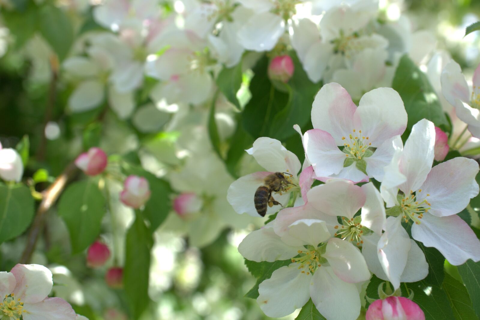 Sony E 30mm F3.5 Macro sample photo. Blossom, flower, bee photography