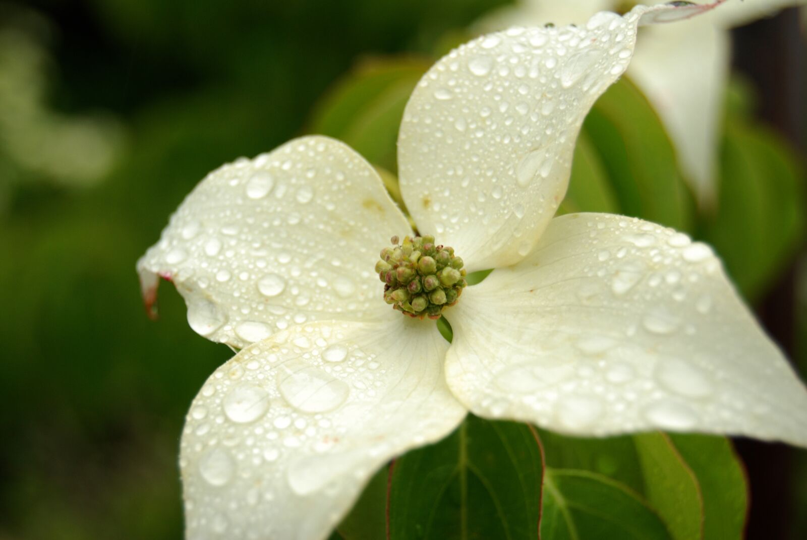Nikon D80 sample photo. Flower, nature, flora photography