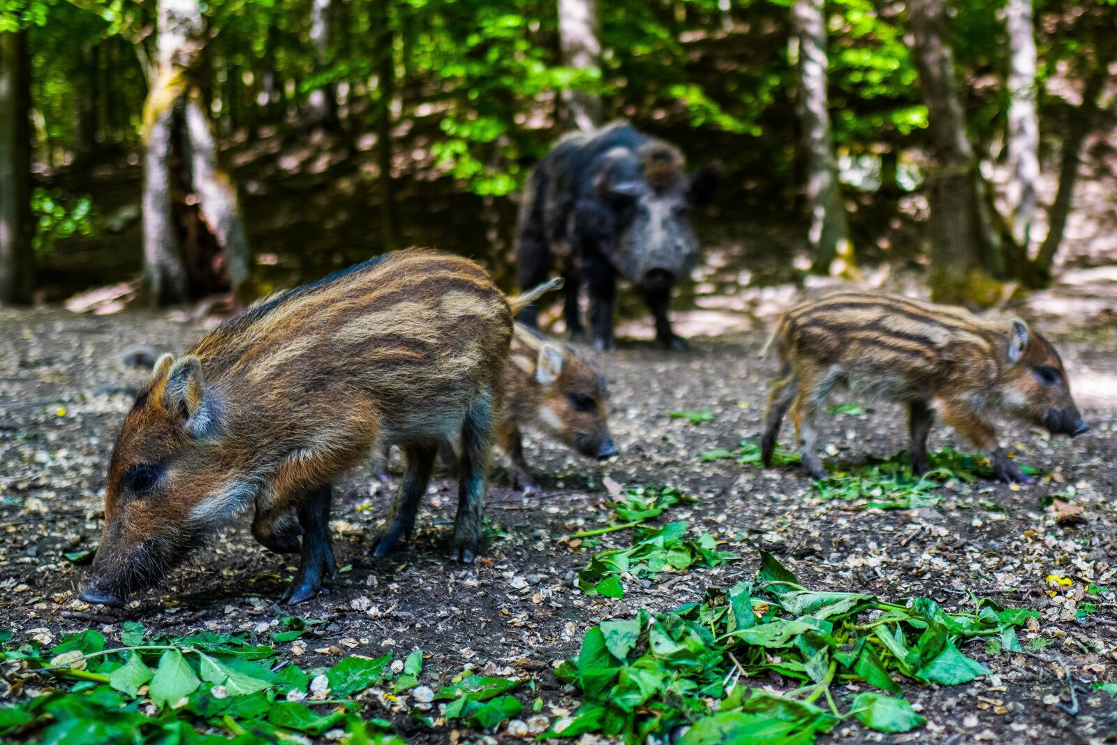 Sony a6400 + Sigma 16mm F1.4 DC DN | C sample photo. Wild boar, pig, sows photography