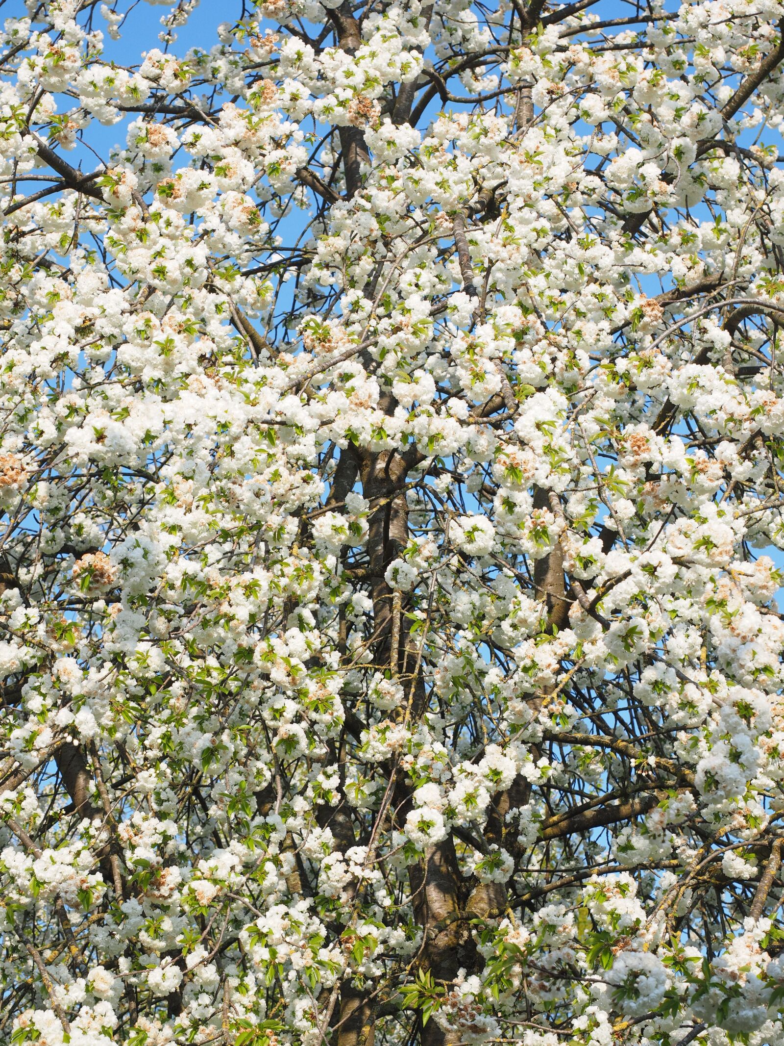 Olympus OM-D E-M1 + Olympus M.Zuiko Digital ED 12-40mm F2.8 Pro sample photo. Cherry blossom, white, cherry photography