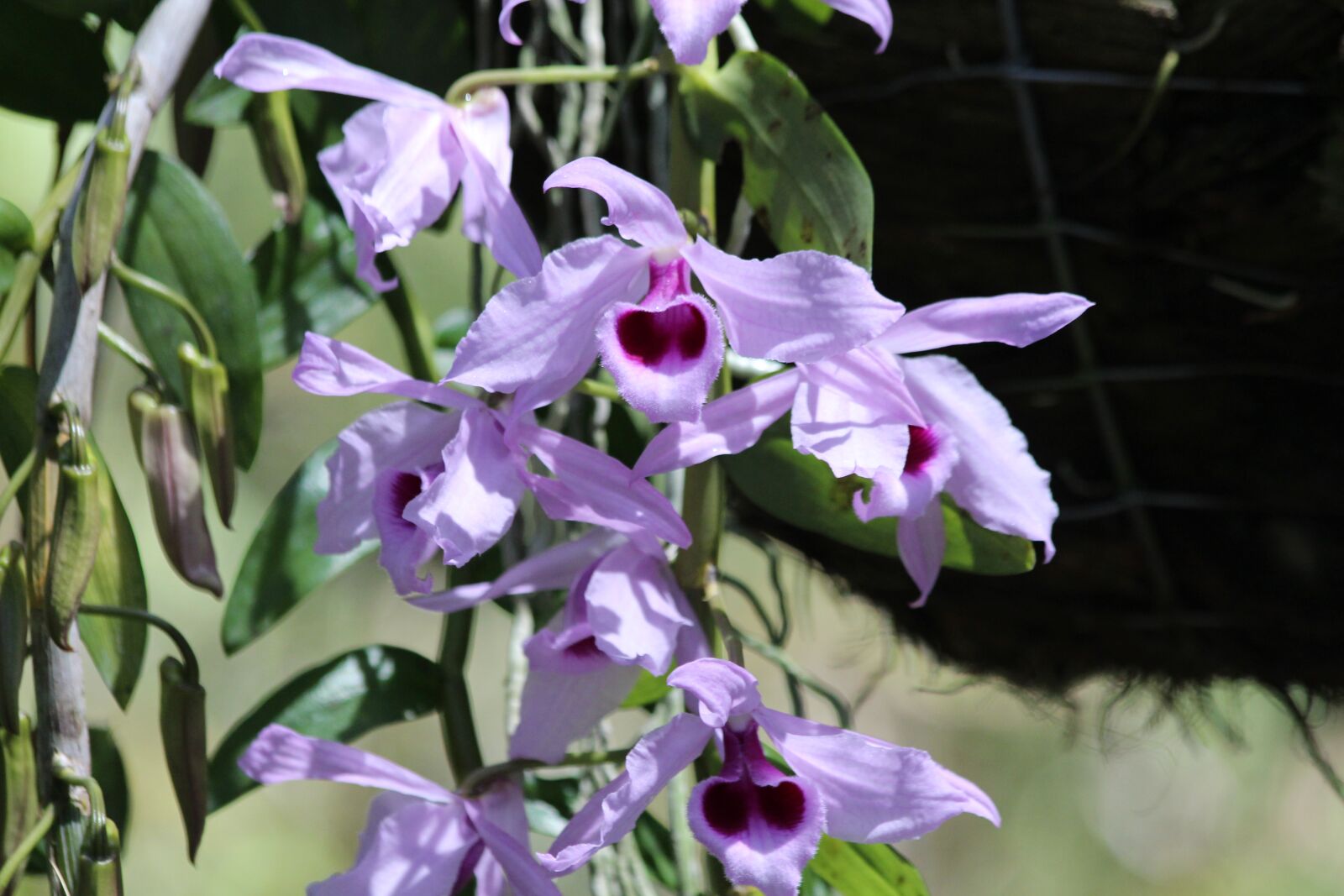 Canon EOS 650D (EOS Rebel T4i / EOS Kiss X6i) sample photo. Orchid, flowers, plant photography