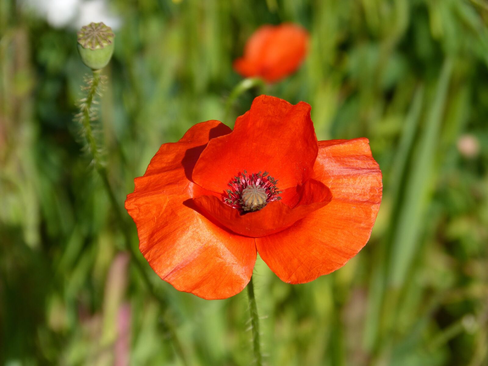 Panasonic DMC-FZ62 sample photo. Poppy, ababol, rosella photography