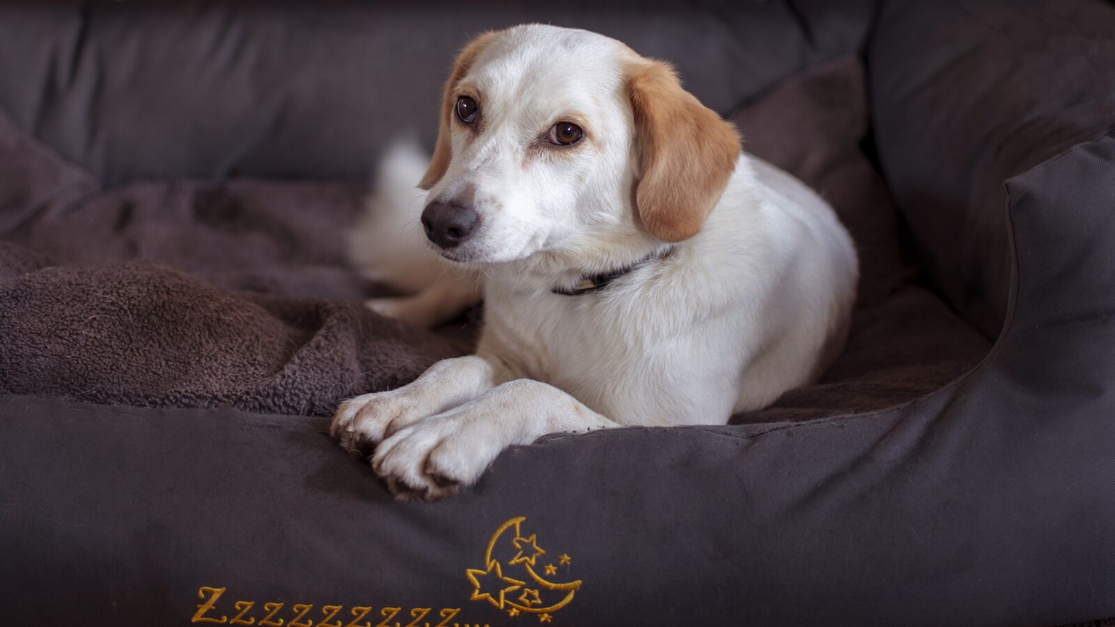 Nikon D500 sample photo. Dog, basket, animals photography