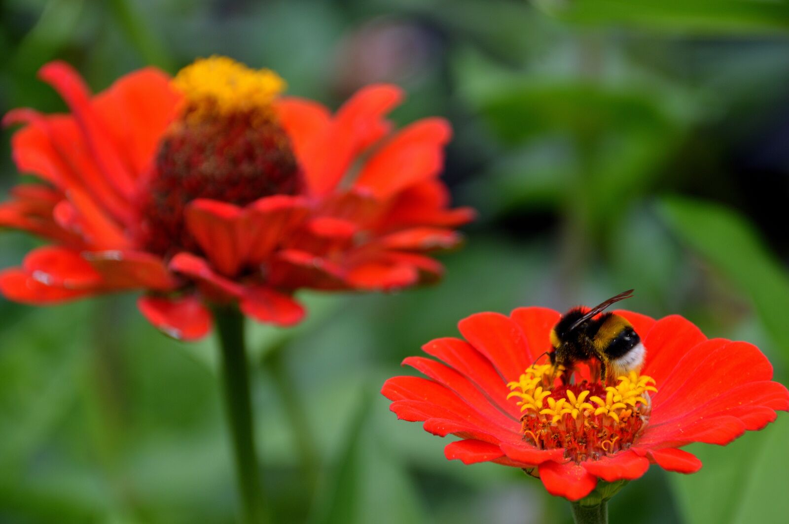 Nikon D3200 sample photo. Bumblebee, bee, flower photography