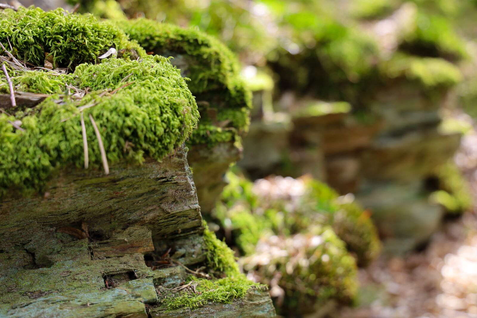 Canon EOS RP + Canon RF 24-105mm F4L IS USM sample photo. Moss, nature, landscape photography