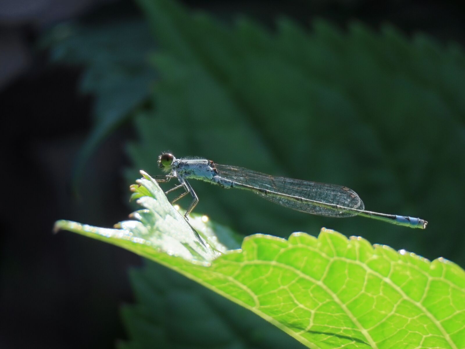 Canon PowerShot SX70 HS sample photo. Insect, dragonfly, damselflies photography