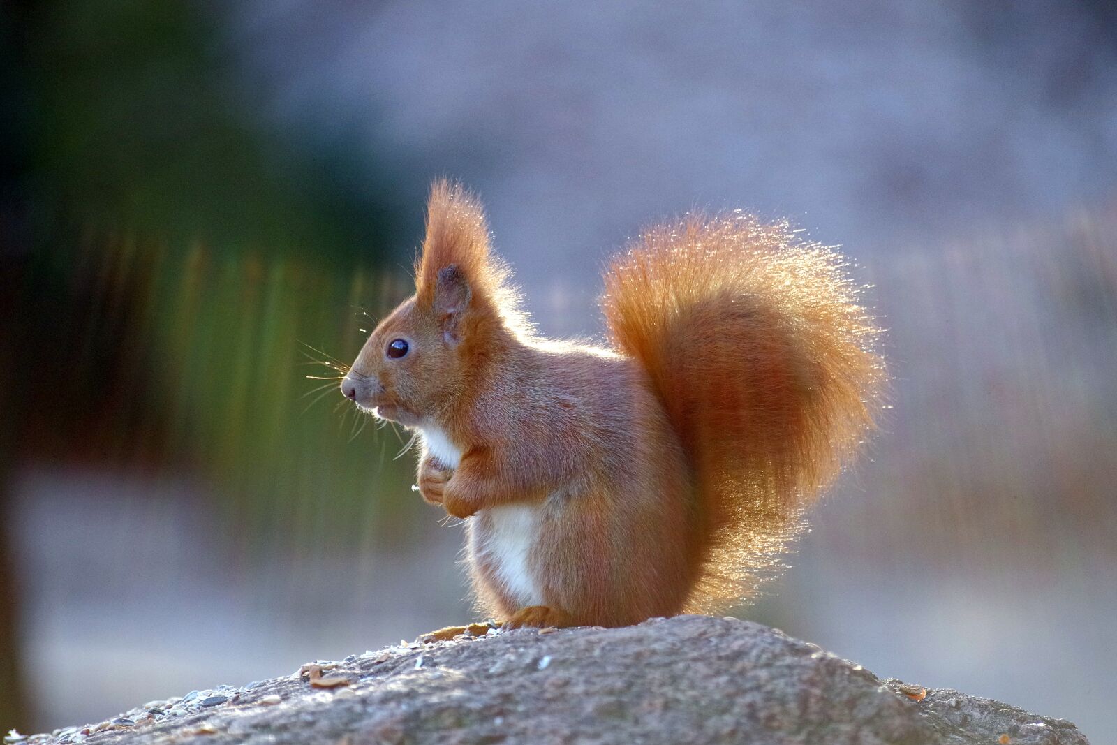 Pentax K-30 sample photo. Squirrel, fur, cute photography