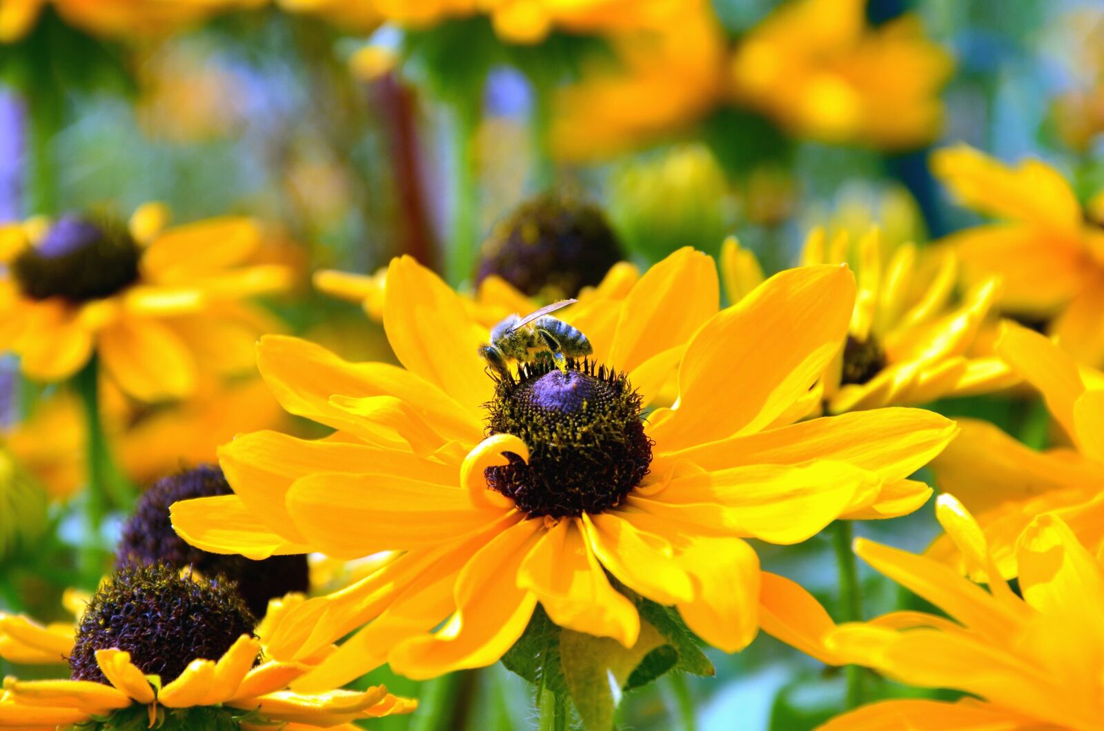 Nikon D5100 sample photo. Flower, bee, pollination, pollen photography