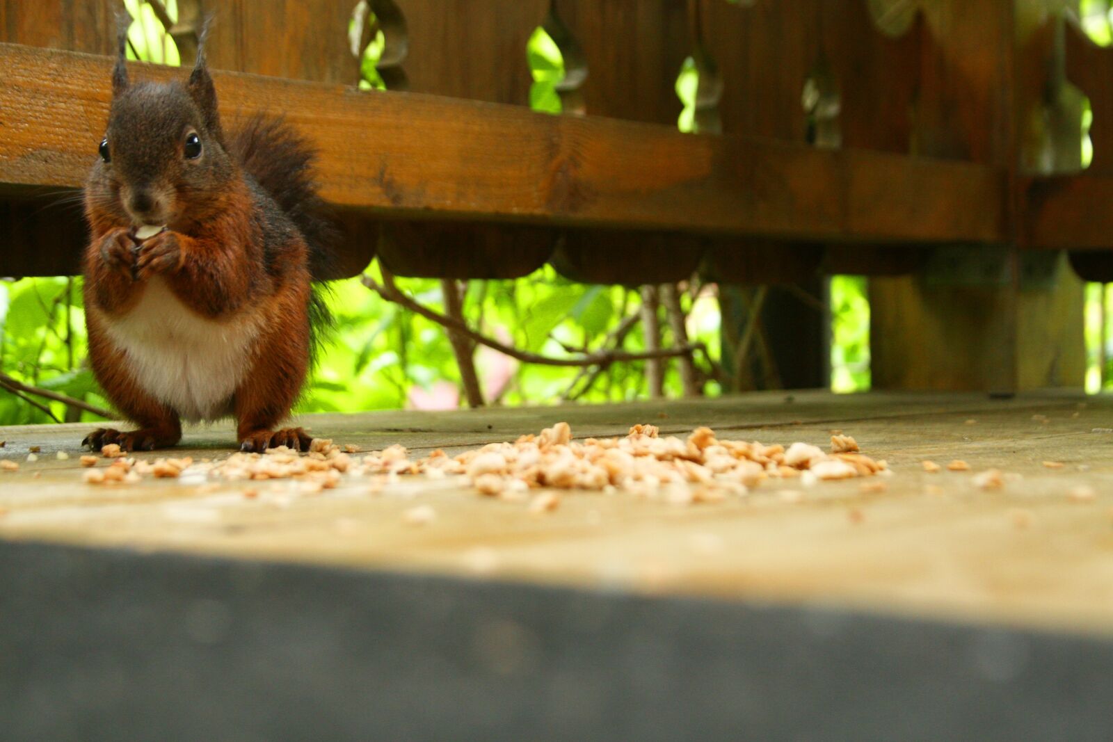 Canon EOS 30D sample photo. Squirrel, nature, rodent photography