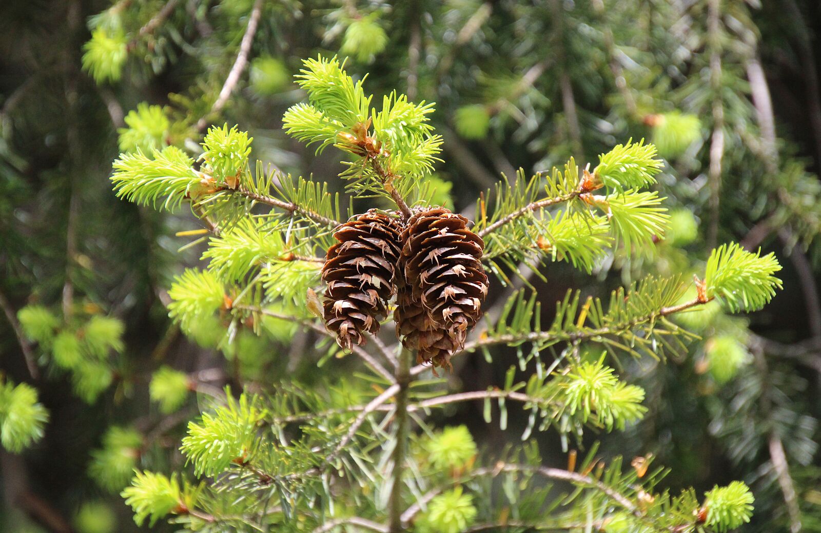 Canon EOS 700D (EOS Rebel T5i / EOS Kiss X7i) sample photo. Pine cones, nature, tree photography