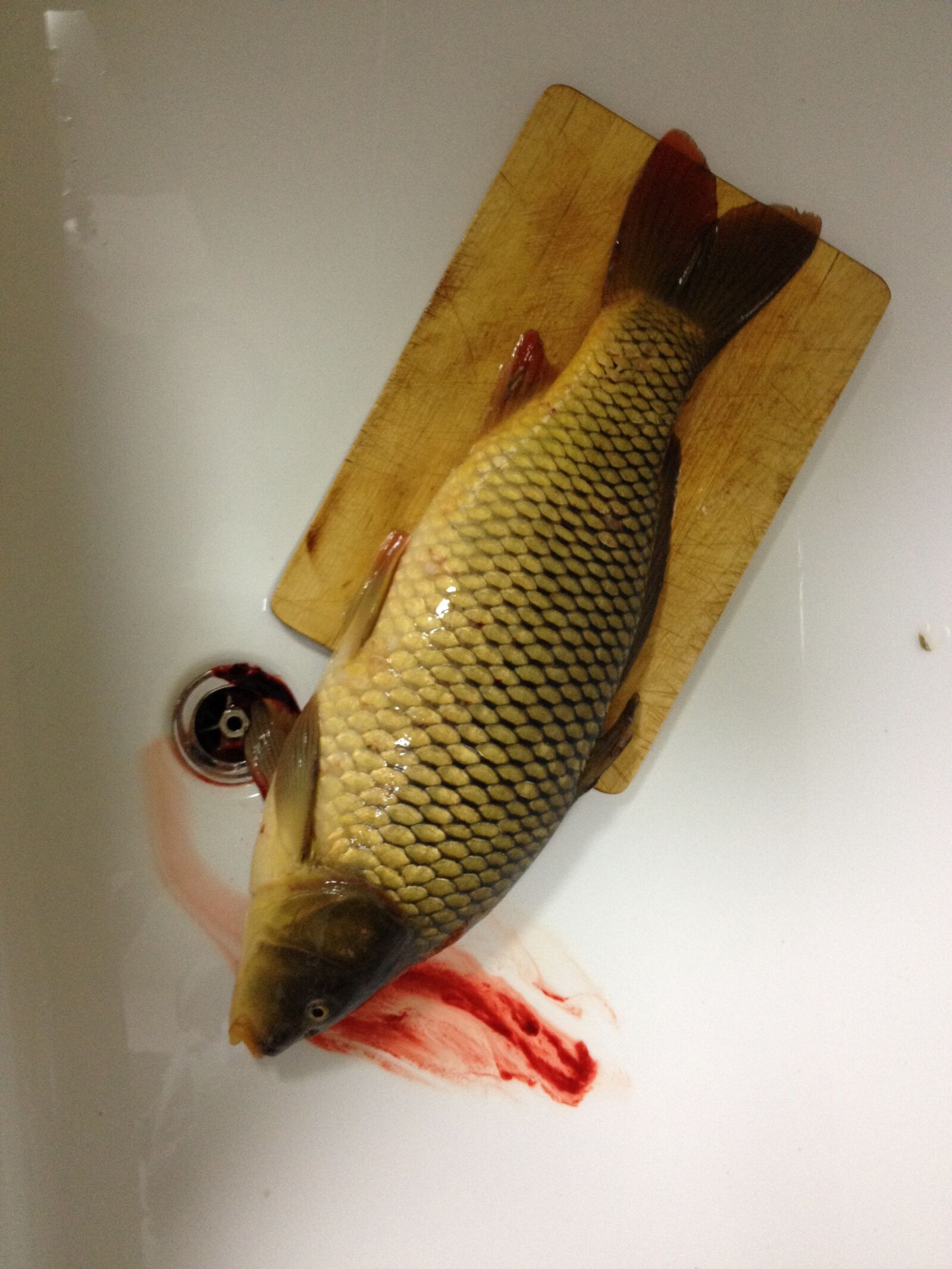 iPhone 4S back camera 4.28mm f/2.4 sample photo. Dead, fish, animal photography