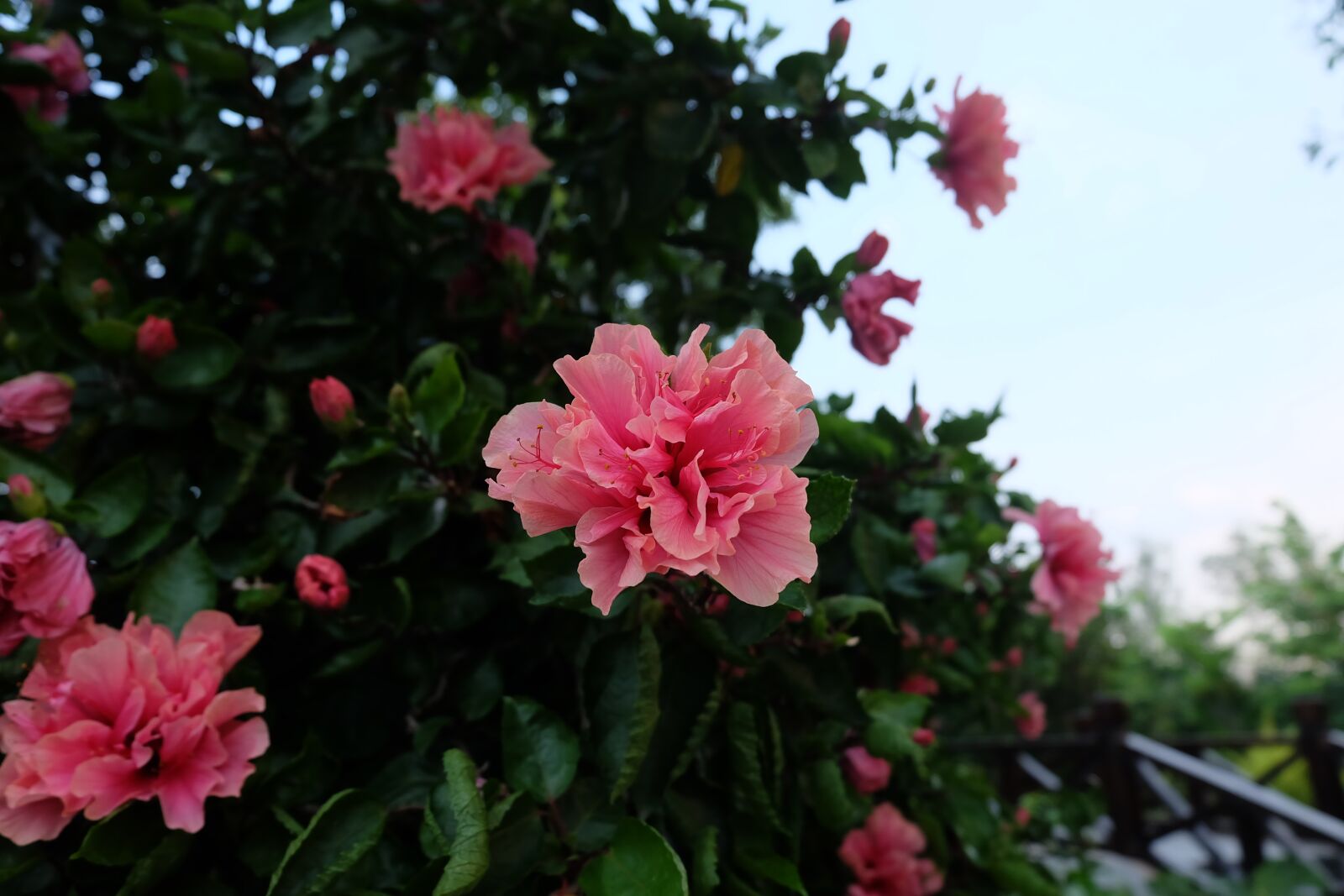 Fujifilm X-A1 sample photo. Flower, azalea, pink photography