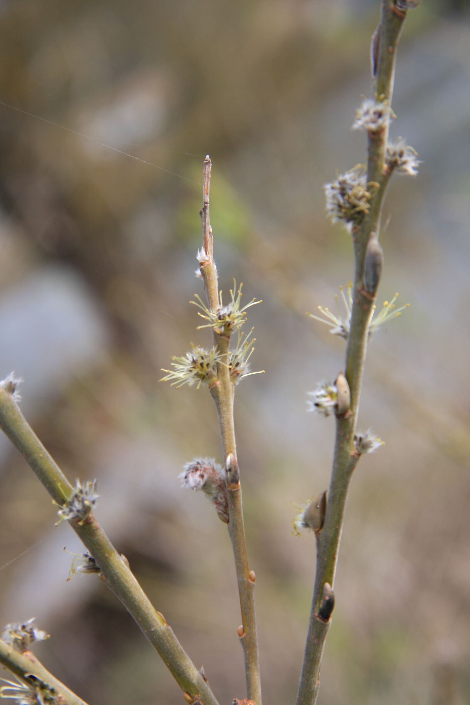 Canon EOS 40D sample photo. Bush, engine, spring photography