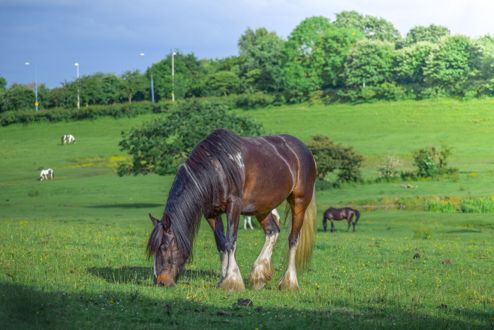 Nikon D3300 sample photo. Animal, beautiful, brown horse photography