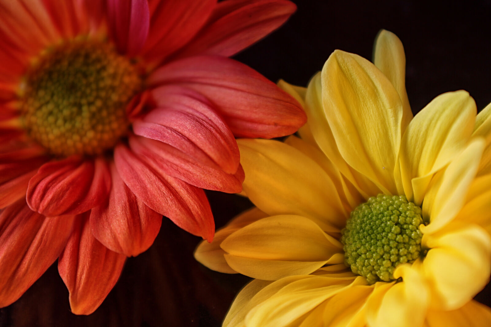 Canon EOS 550D (EOS Rebel T2i / EOS Kiss X4) sample photo. Flowers photography