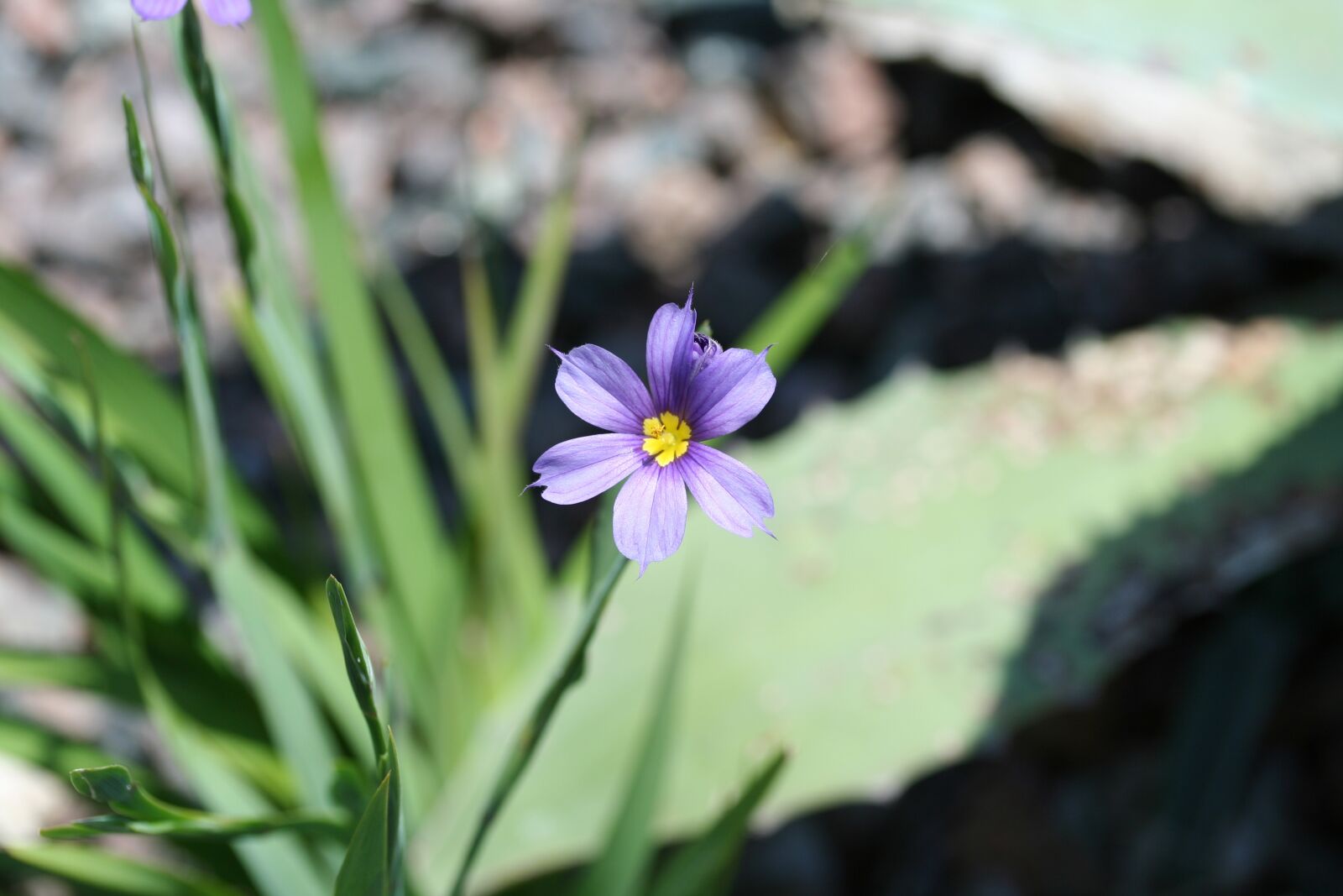 Canon EOS 350D (EOS Digital Rebel XT / EOS Kiss Digital N) sample photo. Blue-eyed grass, sisyrinchium angustifolium photography