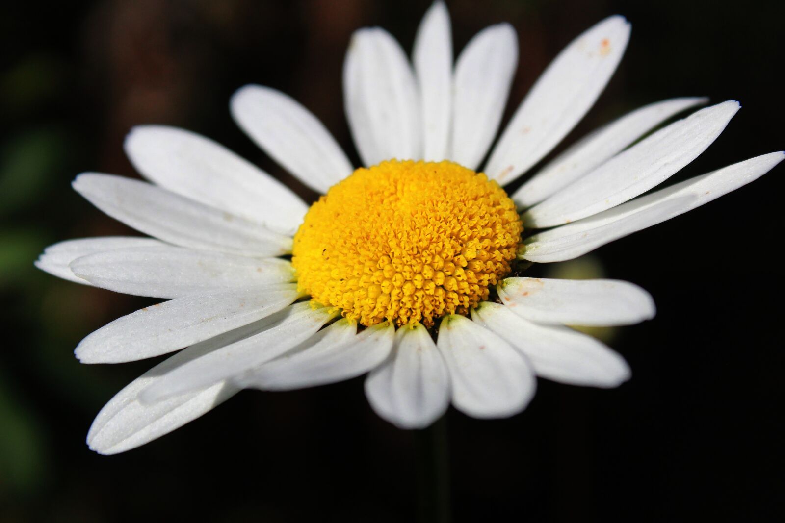 Canon EOS 1300D (EOS Rebel T6 / EOS Kiss X80) sample photo. Daisy, white flower, flower photography
