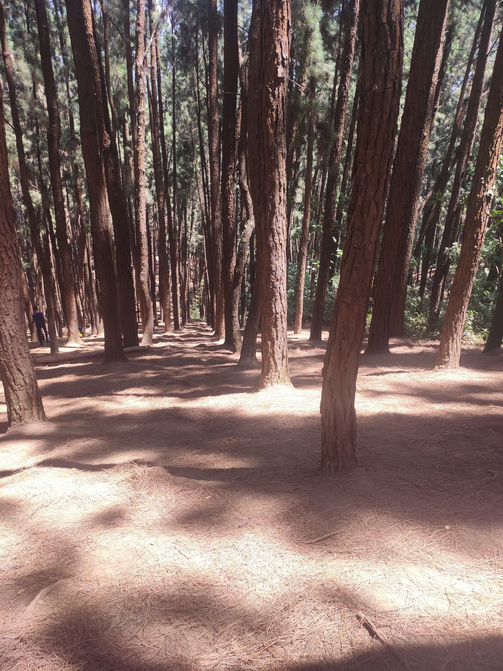 Xiaomi Redmi K20 sample photo. Pine trees, kerala, india photography