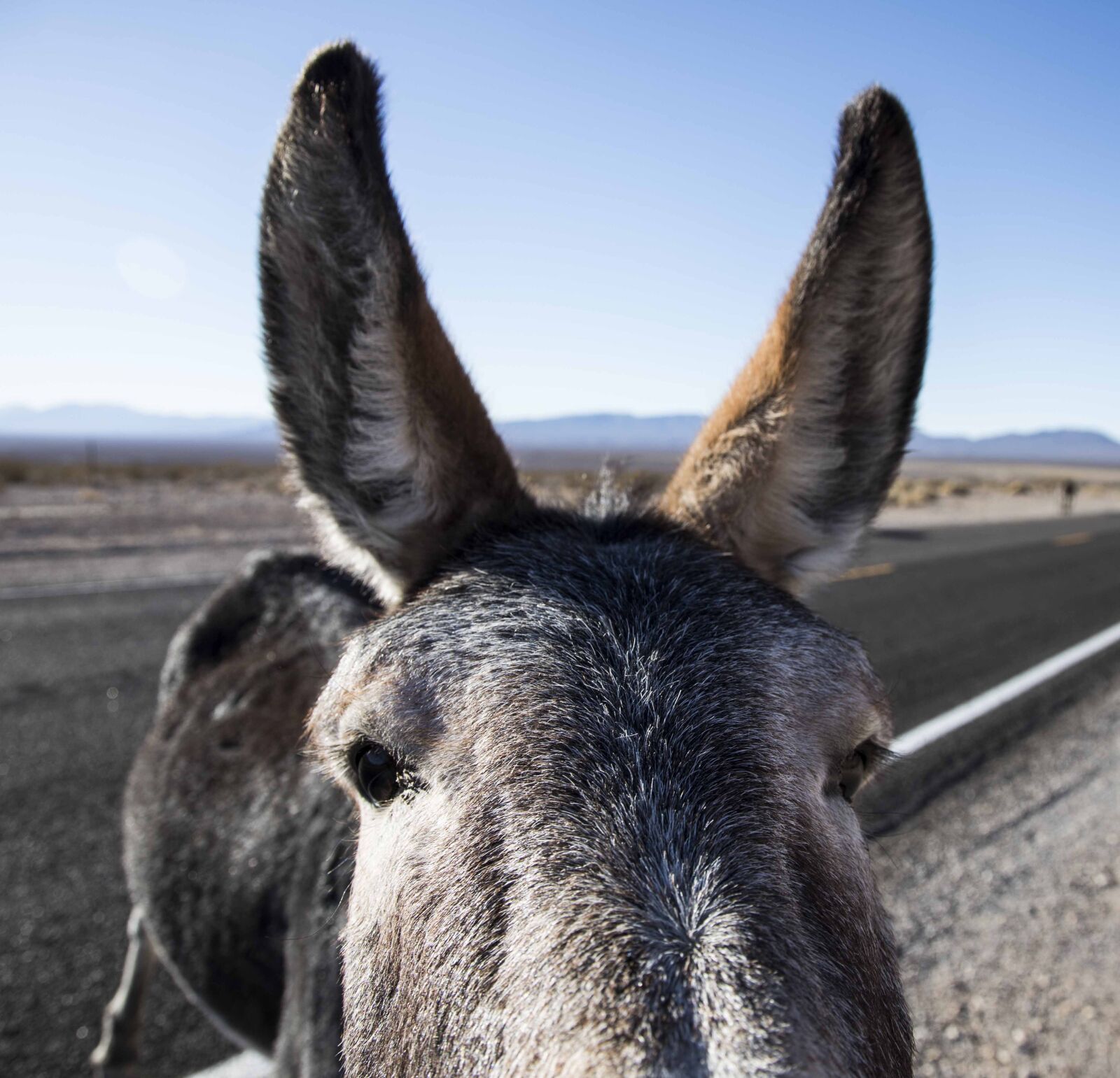 Canon EOS 6D Mark II + Canon EF 24-105mm F4L IS USM sample photo. Burro, death valley, closeup photography