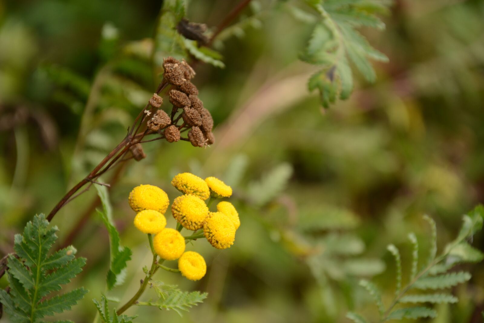 Nikon D5200 sample photo. Flowers, meadow, plants photography
