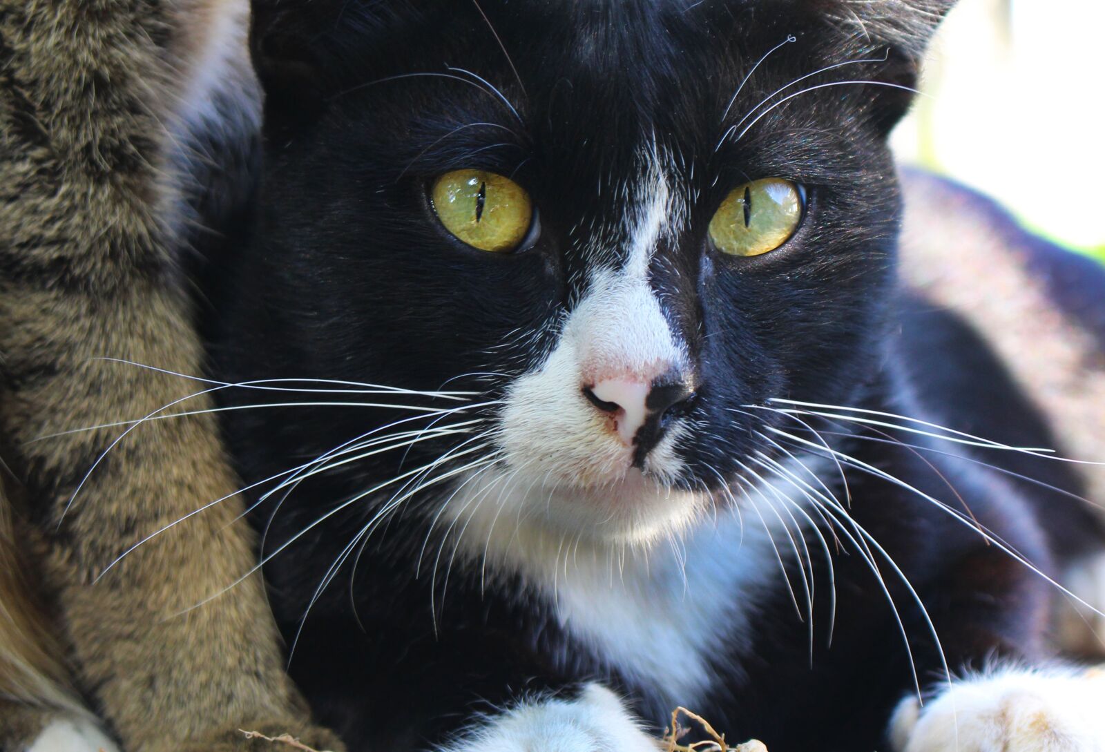Canon EOS 700D (EOS Rebel T5i / EOS Kiss X7i) sample photo. Black cat, cat, feline photography