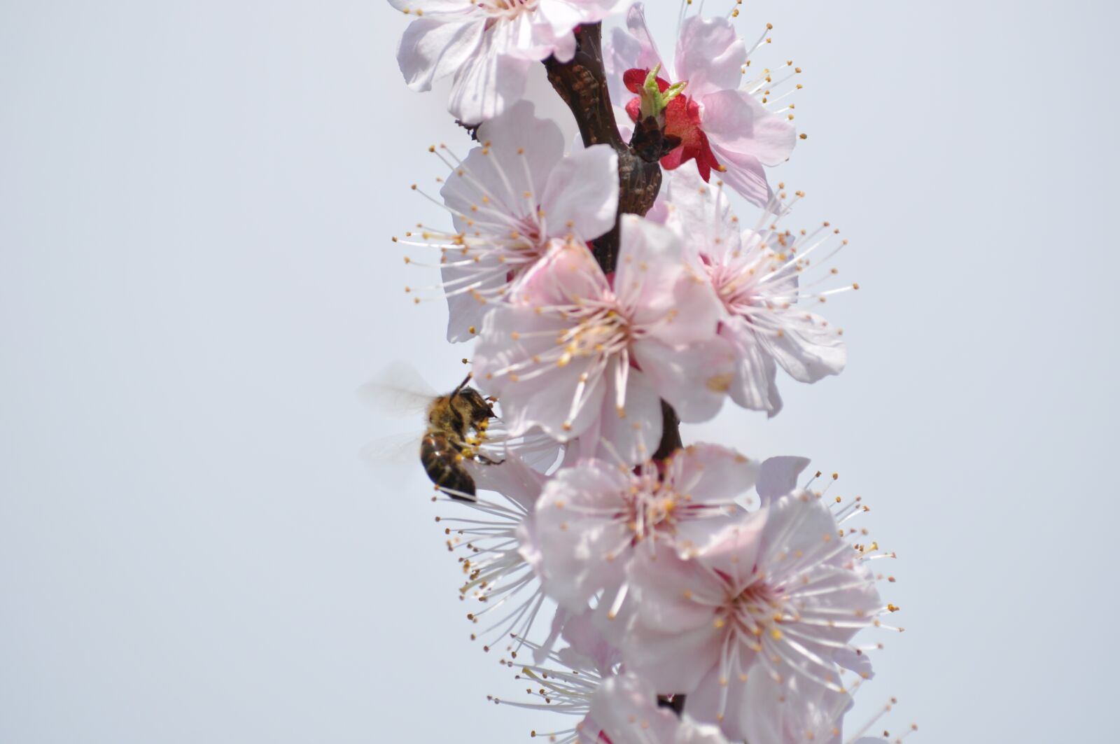 Nikon D5000 sample photo. Tree, bloom, spring photography
