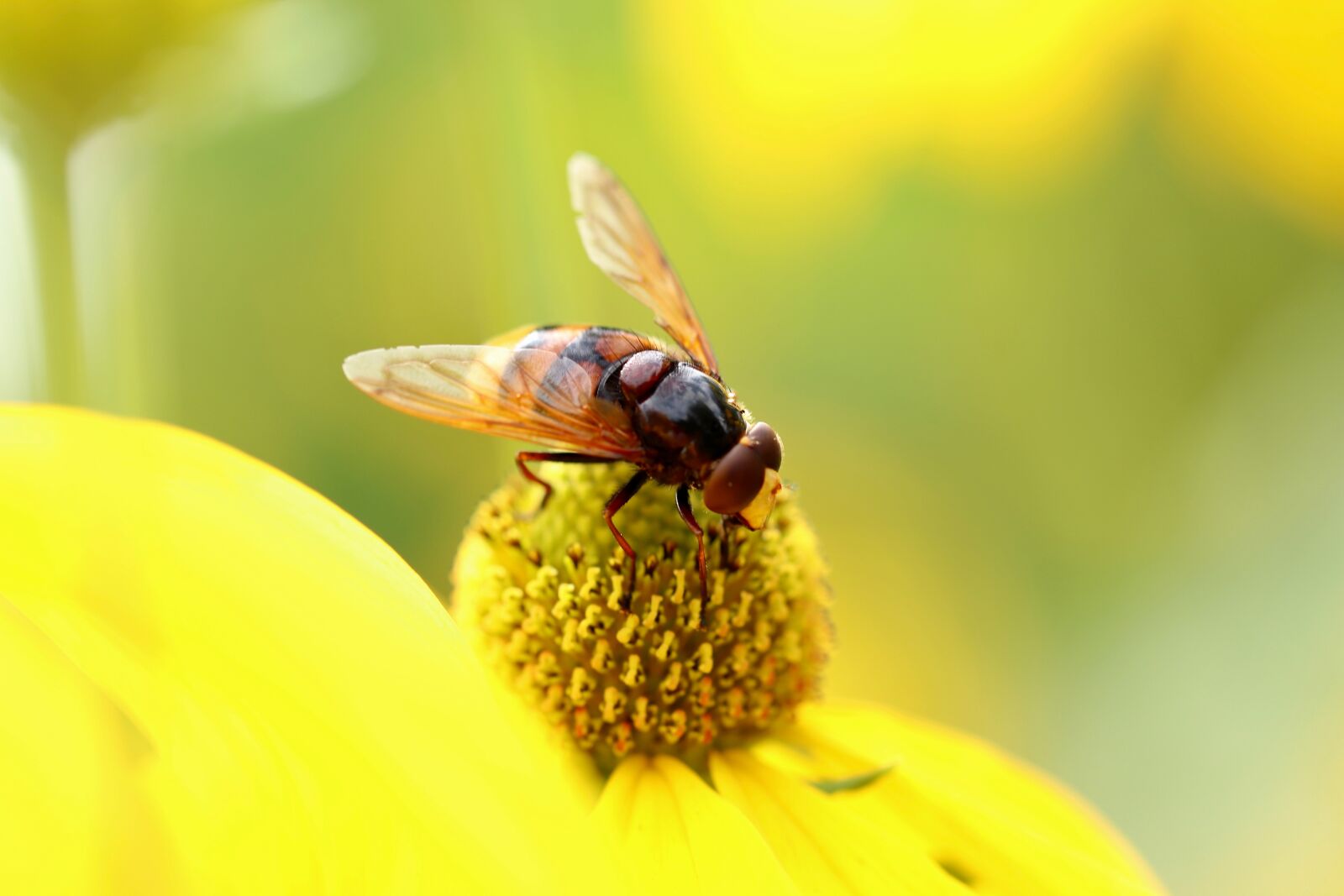 Canon EOS 800D (EOS Rebel T7i / EOS Kiss X9i) sample photo. Insect, hoverfly, hornet hover photography