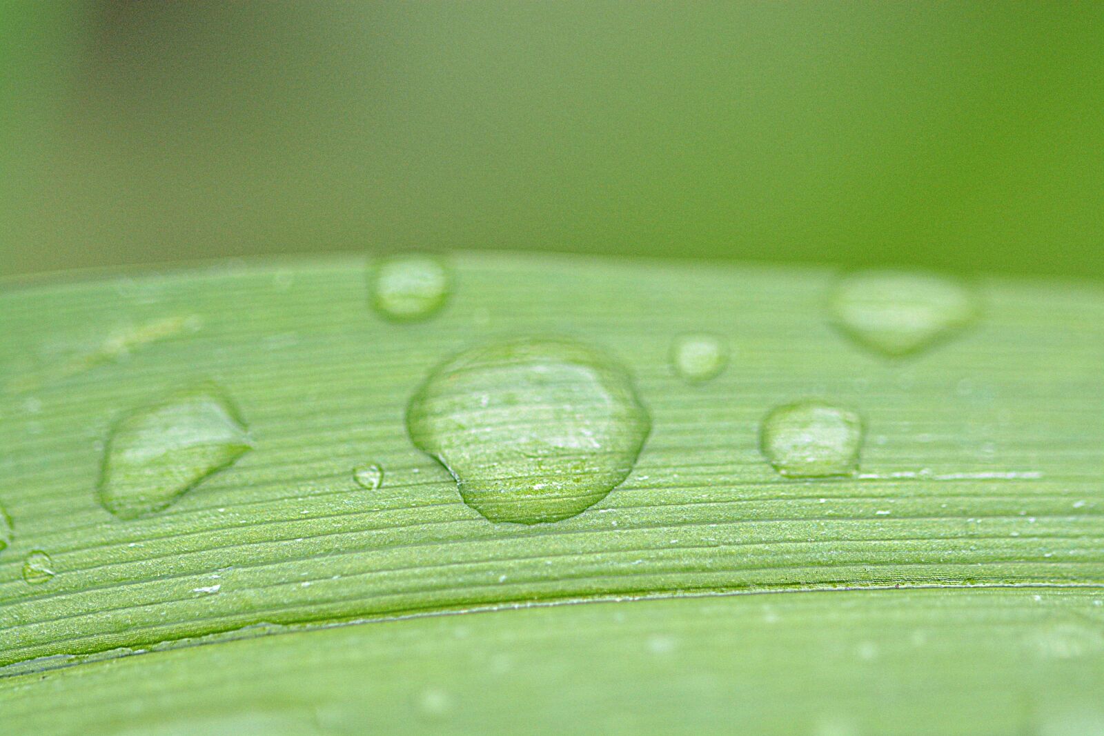 Nikon D5200 sample photo. Drip, wet, drop of photography